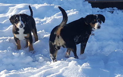 Entlebucher swiss mountain dogs for sale in NM